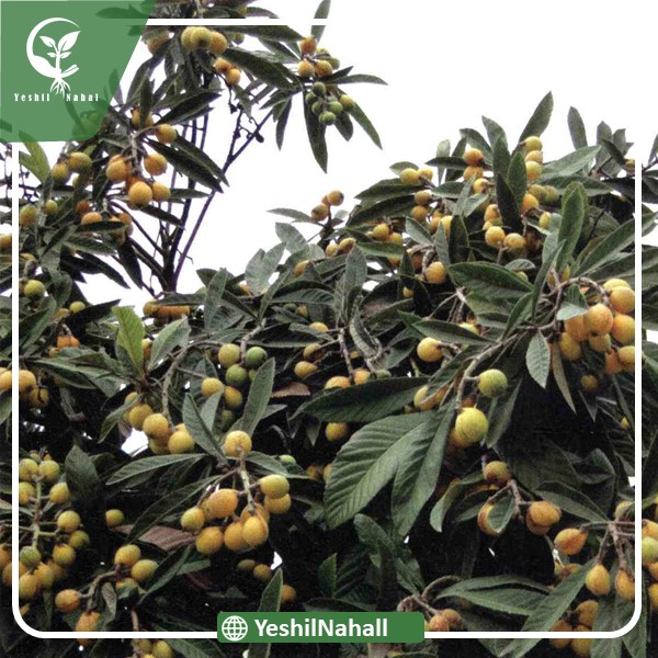 نهال ازگیل ژاپنی